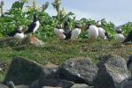 PICTURES/Puffin Express - Boat Tour Around Puffin Island/t_Puffins (4).JPG